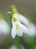 CLOSE UP OF FLOWER OF SNOWDROP - GALANTHUS SPETCHLEY YELLOW. GALANTHUS GROWN BY RONALD MACKENZIE. BULB  WINTER