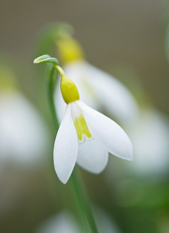 CLOSE_UP_OF_FLOWER_OF_SNOWDROP__GALANTHUS_SPETCHLEY_YELLOW_GALANTHUS_GROWN_BY_RONALD_MACKENZIE_BULB_