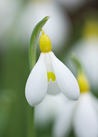 CLOSE_UP_OF_FLOWER_OF_SNOWDROP__GALANTHUS_SPINDLESTONE_SURPRISE__GALANTHUS_GROWN_BY_RONALD_MACKENZIE