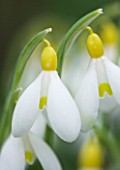 CLOSE UP OF FLOWER OF SNOWDROP - GALANTHUS SPINDLESTONE SURPRISE . GALANTHUS GROWN BY RONALD MACKENZIE. BULB  WINTER