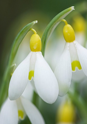 CLOSE_UP_OF_FLOWER_OF_SNOWDROP__GALANTHUS_SPINDLESTONE_SURPRISE__GALANTHUS_GROWN_BY_RONALD_MACKENZIE