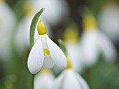 CLOSE UP OF FLOWER OF SNOWDROP - GALANTHUS SPINDLESTONE SURPRISE . GALANTHUS GROWN BY RONALD MACKENZIE. BULB  WINTER