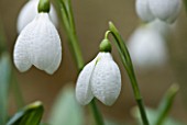 CLOSE UP OF FLOWER OF SNOWDROP - GALANTHUS AUGUSTUS . GALANTHUS GROWN BY RONALD MACKENZIE. BULB  WINTER