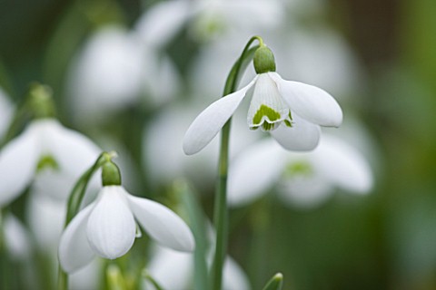 CLOSE_UP_OF_FLOWER_OF_SNOWDROP__GALANTHUS_S_ARNOTT__GALANTHUS_GROWN_BY_RONALD_MACKENZIE_BULB__WINTER