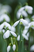 CLOSE UP OF FLOWER OF SNOWDROP - GALANTHUS S ARNOTT . GALANTHUS GROWN BY RONALD MACKENZIE. BULB  WINTER