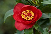 TREHANE NURSERY  DORSET: CLOSE UP OF THE DARK RED FLOWER OF CAMELLIA JAPONICA CANDY APPLE