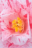 TREHANE NURSERY  DORSET: CLOSE UP OF THE CENTRE OF THE FLOWER OF CAMELLIA BETTY FOY SANDERS