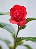 TREHANE NURSERY  DORSET: CLOSE UP OF THE RED FLOWER OF CAMELLIA JAPONICA BOBS TINSIE
