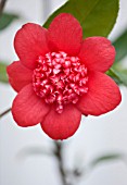 TREHANE NURSERY  DORSET: CLOSE UP OF THE RED FLOWER OF CAMELLIA JAPONICA BOBS TINSIE