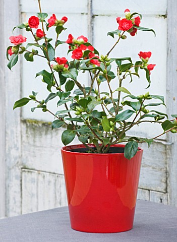 TREHANE_NURSERY__DORSET_CAMELLIA_JAPONICA_BOBS_TINSIE_IN_A_RED_GLAZED_CONTAINER