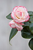 TREHANE NURSERY  DORSET: CLOSE UP OF THE FLOWER OF CAMELLIA JAPONICA MARGARET DAVIS