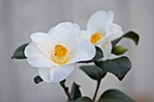 TREHANE NURSERY  DORSET: CLOSE UP OF THE WHITE FLOWERS OF CAMELLIA JAPONICA CHARLOTTE DE ROTHSCHILD