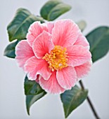 TREHANE NURSERY  DORSET: CLOSE UP OF THE PINK FLOWER OF CAMELLIA JAPONICA OO-LA-LA