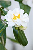 TREHANE NURSERY  DORSET: CLOSE UP OF THE FLOWER OF CAMELLIA JAPONICA SILVER ANNIVERSARY