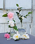 TREHANE NURSERY  DORSET: TABLE ARRANGEMENT IN GLASS BOTTLES OF CAMELLIAS INCLUDING SILVER ANNIVERSARY  TONI FINLAYS FRAGRANT AND TRANSNOKOENSIS
