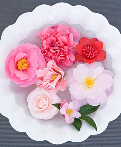 TREHANE_NURSERY__DORSET_CAMELLIA_FLOWERS_FLOATING_ON_WATER_IN_A_BOWL__BRIGADOON__BOBS_TINSIE__AVE_MA