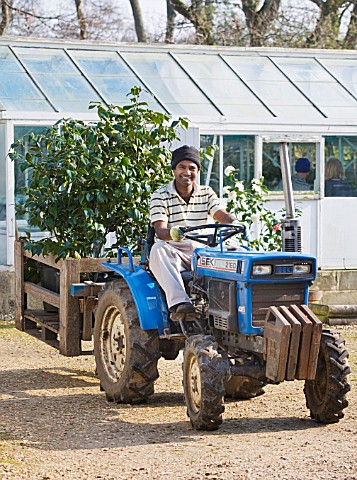 TREHANE_NURSERY__DORSET_DHANI_DRIVING_A_TRACTOR_LOADED_UP_WITH_CAMELLIAS_AT_THE_NURSERY