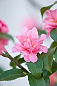 TREHANE NURSERY  DORSET: CLOSE UP OF THE FLOWER OF CAMELLIA HYBRID FRAGRANT PINK