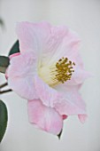 TREHANE NURSERY  DORSET: CLOSE UP OF THE FLOWER OF CAMELLIA HYBRID BLISSFUL DAWN