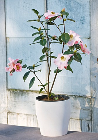 TREHANE_NURSERY__DORSET_CONTAINER_PLANTED_WITH_CAMELLIA_BYBRID_BLISSFUL_DAWN
