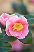 TREHANE NURSERY  DORSET: CLOSE UP OF THE PINK FLOWER OF CAMELLIA JAPONICA ADELINA PATTI