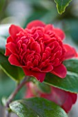 TREHANE NURSERY  DORSET: CLOSE UP OF THE RED FLOWER OF CAMELLIA JAPONICA TAKANINI