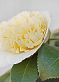 TREHANE NURSERY  DORSET: CLOSE UP OF THE FLOWER OF CAMELLIA WILLIAMSII HYBRID JURYS YELLOW
