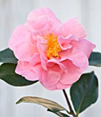 TREHANE NURSERY  DORSET: CLOSE UP OF THE PINK FLOWER OF CAMELLIA RETICULTATA  X JAPONICA LASCA BEAUTY
