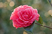 TREHANE NURSERY  DORSET: CLOSE UP OF THE PINK FLOWER OF CAMELLIA RETICULATA VALENTINE DAY