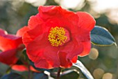 TREHANE NURSERY  DORSET: CLOSE UP OF THE RED FLOWER OF CAMELLIA RETICULATA ROYALTY