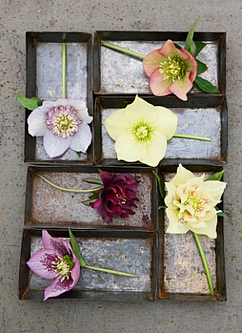 HARVEYS_GARDEN_PLANTS__SUFFOLK_METAL_TRAYS_WITH_SELECTION_OF_HELLEBORES
