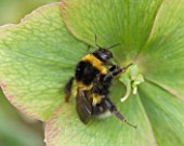 HARVEYS GARDEN PLANTS  SUFFOLK: BEE ON HELLEBORE