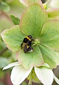 HARVEYS GARDEN PLANTS  SUFFOLK: BEE ON HELLEBORE