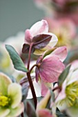 HARVEYS GARDEN PLANTS  SUFFOLK: HELLEBORUS HYBRIDUS WINTER SUNSHINE