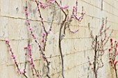 FORDE ABBEY  SOMERSET: CONSERVATORY/ GREENHOUSE WITH FAN TRAINED FRUIT TREES WITH SPRING BLOSSOM/ FLOWERS AGAINST THE WALL - PEACH BLOSSOM - PRUNUS PERSICA  CHERRY