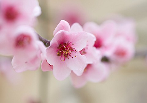 FORDE_ABBEY__SOMERSET_CONSERVATORY_GREENHOUSE__CLOSE_UP_OF_THE_PINK_FLOWERS_OF_PEACH_BLOSSOM__PRUNUS