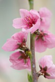 FORDE ABBEY  SOMERSET: CONSERVATORY/ GREENHOUSE - CLOSE UP OF THE PINK FLOWERS OF PEACH BLOSSOM - PRUNUS PERSICA  CHERRY IN EARLY SPRING