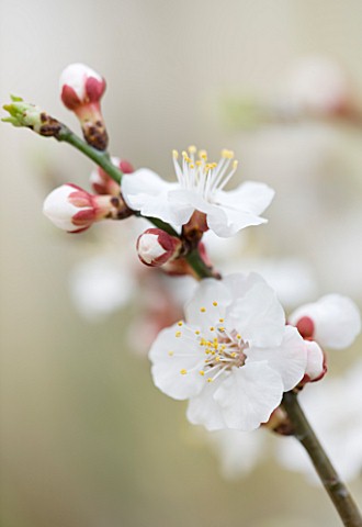 FORDE_ABBEY__SOMERSET_CONSERVATORY_GREENHOUSE__CLOSE_UP_OF_THE_WHITE__FLOWERS_OF_APRICOT_BLOSSOM__PR
