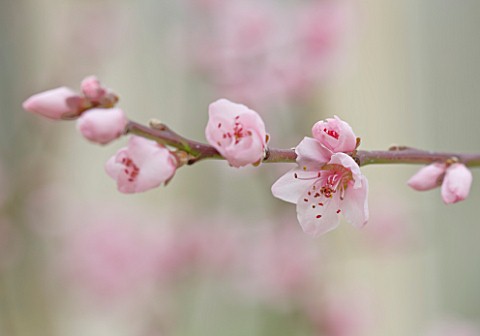 FORDE_ABBEY__SOMERSET_CONSERVATORY_GREENHOUSE__CLOSE_UP_OF_THE_PINK_FLOWERS_OF_PEACH_BLOSSOM__PRUNUS