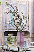 PETERSHAM NURSERIES  RICHMOND  SURREY: PINK CONTAINER WITH SPRING BLOSSOM OF MAGNOLIA ON KITCHEN TABLE
