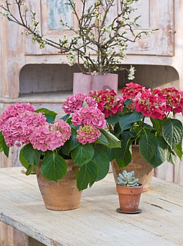 PETERSHAM_NURSERIES__RICHMOND__SURREY_TERRACOTTA_CONTAINERS_WITH_PINK_AND_RED_HYDRANGEAS_ON_TABLE_IN