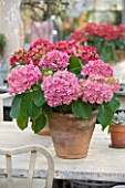 PETERSHAM NURSERIES  RICHMOND  SURREY: TERRACOTTA CONTAINERS WITH PINK AND RED HYDRANGEAS ON TABLE IN KITCHEN