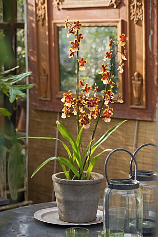 PETERSHAM_NURSERIES__RICHMOND__SURREY_TERRACOTTA_CONTAINERS_WITH_CAMBRIA_ORCHID