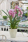 PETERSHAM NURSERIES  RICHMOND  SURREY: PINK ORCHID IN TERRACOTTA CONTAINER ON TABLE IN KITCHEN