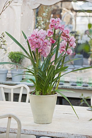 PETERSHAM_NURSERIES__RICHMOND__SURREY_PINK_ORCHID_IN_TERRACOTTA_CONTAINER_ON_TABLE_IN_KITCHEN