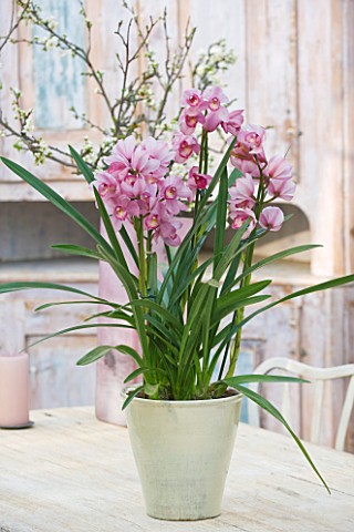 PETERSHAM_NURSERIES__RICHMOND__SURREY_PINK_ORCHID_IN_TERRACOTTA_CONTAINER_ON_TABLE_IN_KITCHEN