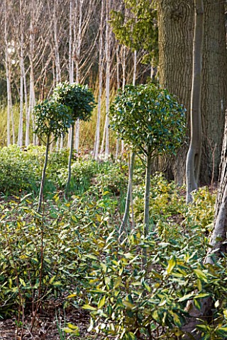 RAGLEY_HALL__WARWICKSHIRE_THE_WINTER_GARDEN_WITH_CLIPPED_HOLLY_LOLLIPOPS_AND_ELEAGNUS_PUNGENS_MACULA