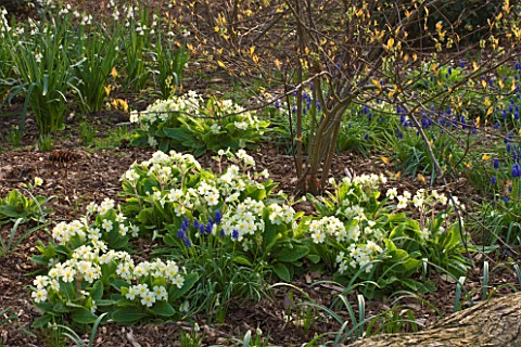 RAGLEY_HALL__WARWICKSHIRE_THE_WINTER_GARDEN_WITH_MUSCARI_AND_PRIMULAS