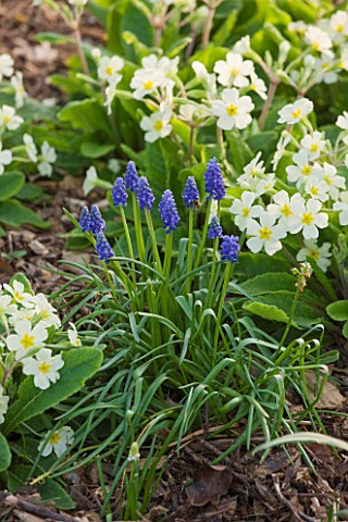 RAGLEY_HALL__WARWICKSHIRE_THE_WINTER_GARDEN_WITH_MUSCARI_AND_PRIMULAS