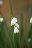 RAGLEY HALL  WARWICKSHIRE: THE WINTER GARDEN WITH WHITE FLOWERS OF LEUCOJUM VERNUM